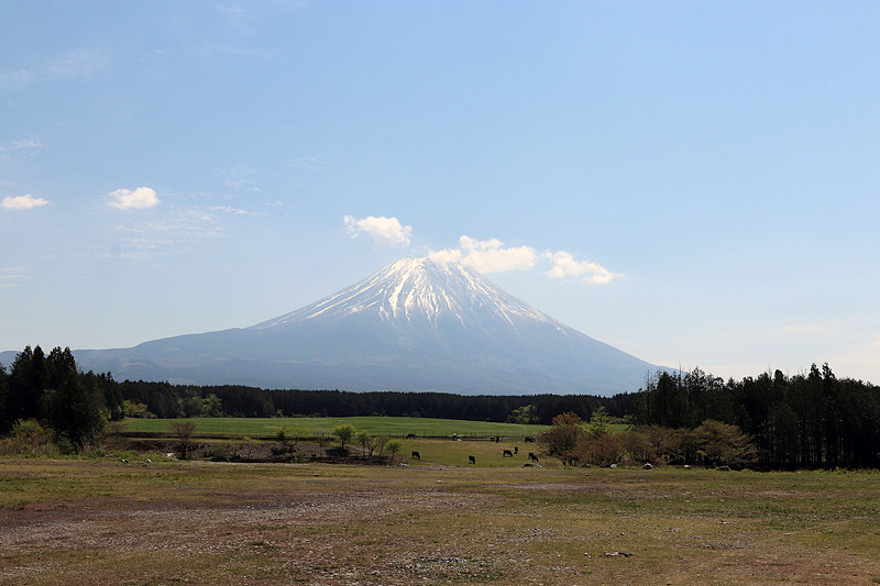 Iサイトから富士山を眺めたところ。キャンプサイトの先には牧場があった