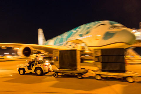 10/20までじんさん専用 フライングホヌ／グリーン発光1/150 日本とハワイを笑顔で結ぶ。ANA A380型機「FLYING HONU（空飛ぶ