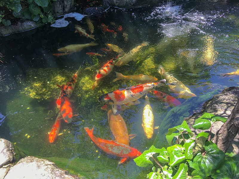 美しい鯉もいます