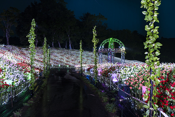 「絶景フラワーロード」