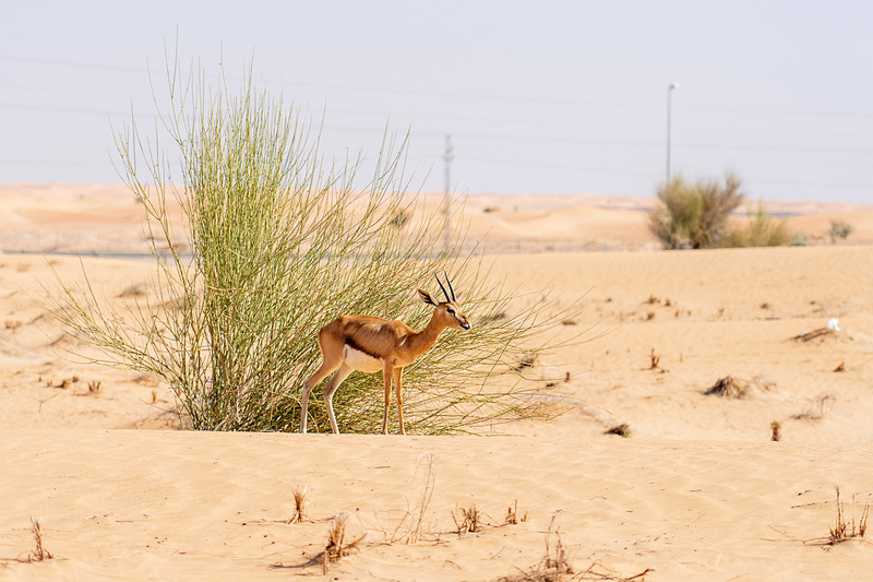 駐車場付近にいたアラビアガゼル。かわいいですわ～