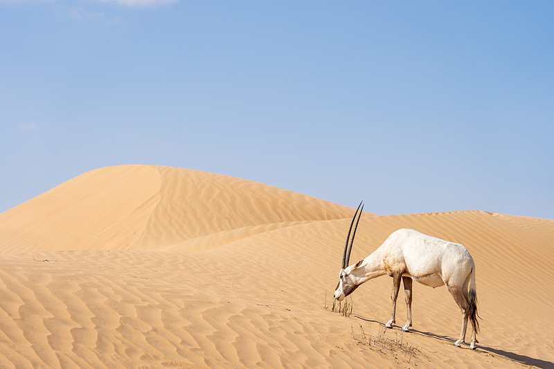 アラビアオリックスにも遭遇。動物園でしか見られない砂漠で生きる動物たちに間近で出会えるなんて感激
