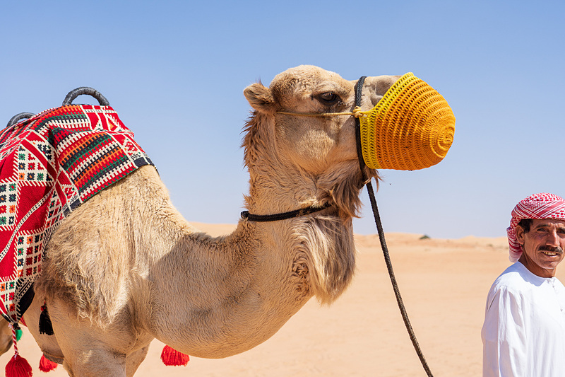 ラクダさんどうもありがとう