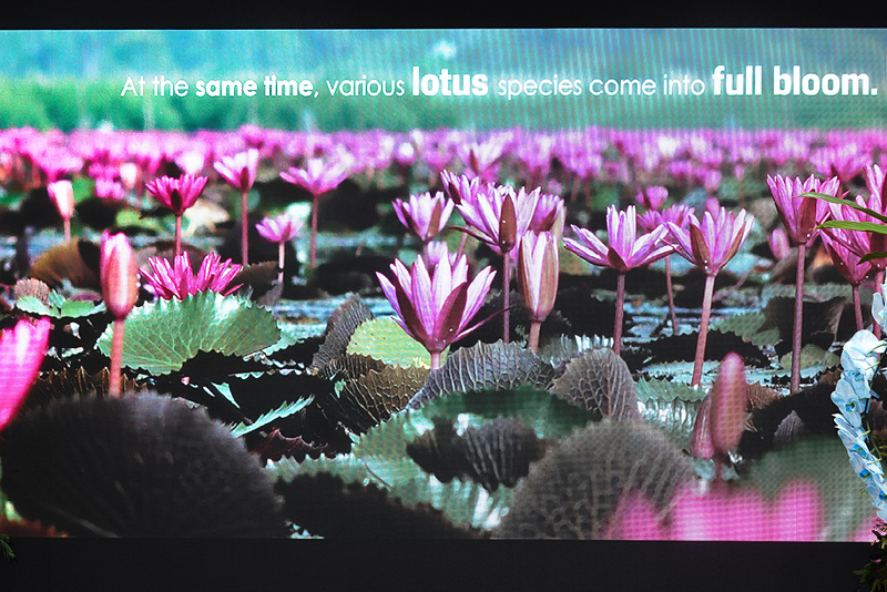 イサーンと呼ぶ東北地帯ウドーンターニーの湖に一面に咲くレッドロータス