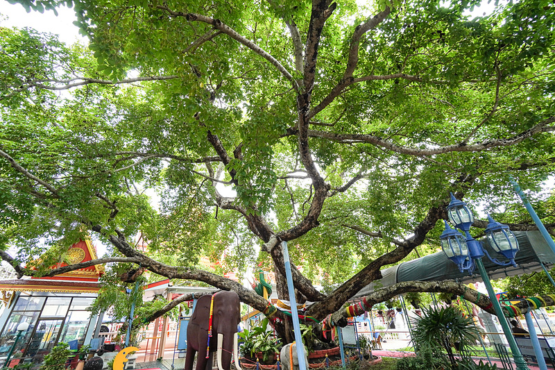 寺院の目の前には樹齢を重ねた大木がある
