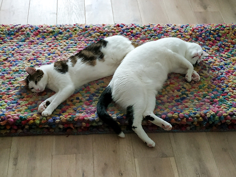 我が家の猫もこの暑さには参り気味でした。それでも暑いからと畳んでいるじゅうたんにわざわざ乗っているのが謎です