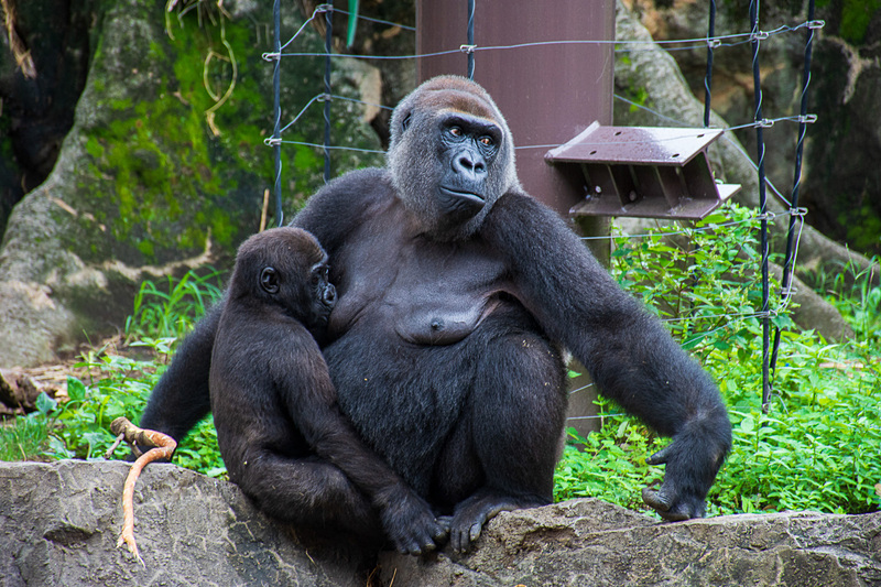 かわいい赤ちゃんゴリラの姿も