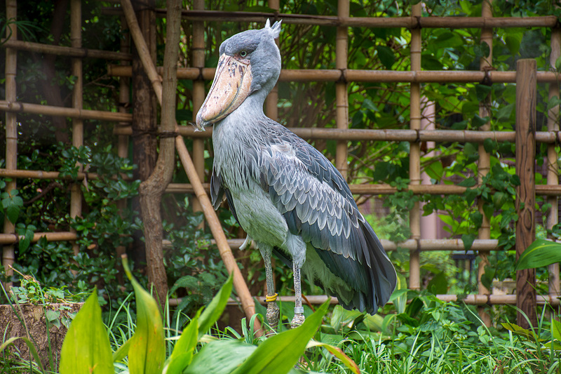 「動かない鳥」で人気のハシビロコウ
