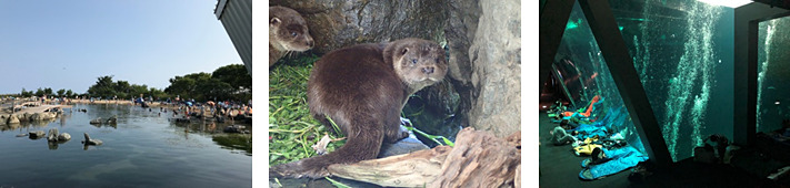 アクアマリンふくしまは秋冬の教育系プログラムの参加者募集を開始した