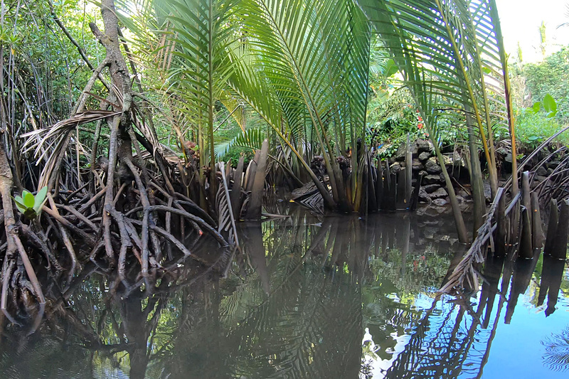 マングローブの森、よく見るとカニがいるかも
