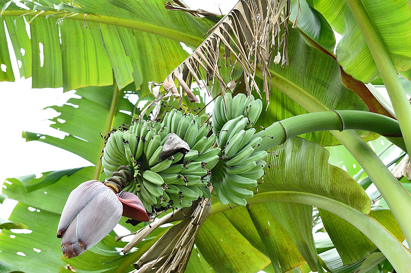 バナナは通年で収穫可能