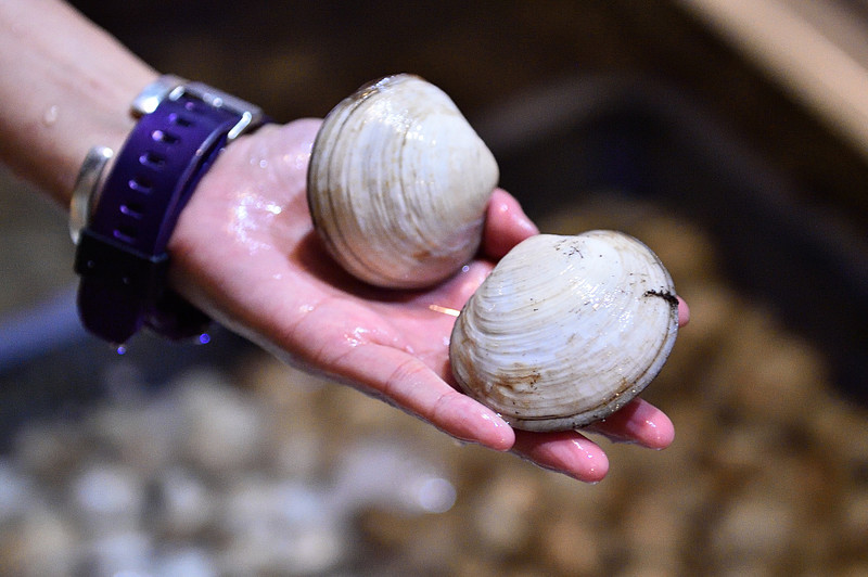 水槽には新鮮なマングローブガニやマングローブ貝が