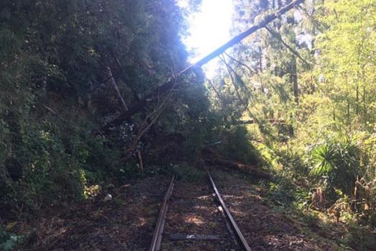 久留里線 上総松丘駅～上総亀山駅間の倒木