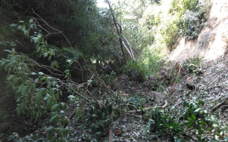 台風15号通過後の小湊鐵道沿線の写真（飯給駅～月崎駅間）