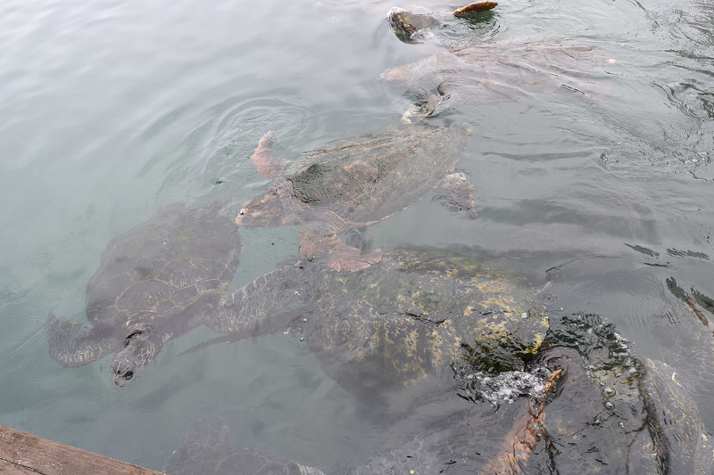 日本で初めて海中公園として指定された「串本海中公園」。水族館は、串本に生息する生物を集めているゾーンやトンネル大水槽、ウミガメプールなど多くの見どころがあり、絶滅した史上最大のウミガメ「アーケロン」の彫刻も展示されている。水族館から外に出ると沖合140mのところに海中展望塔が設けられていて、実際に串本の海を見渡せる。展望台からは餌やりもでき、驚くほど多くのグレ（メジナ）が集まってきた