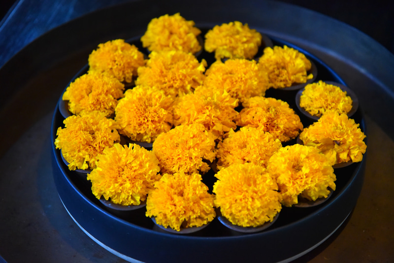 タイならでの花の世界を体験!