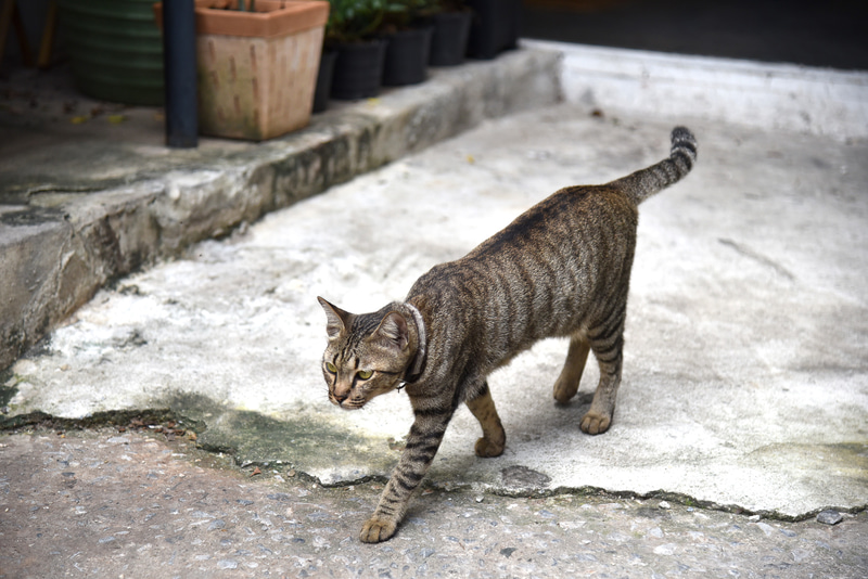 しましま猫ちゃんがお出迎え