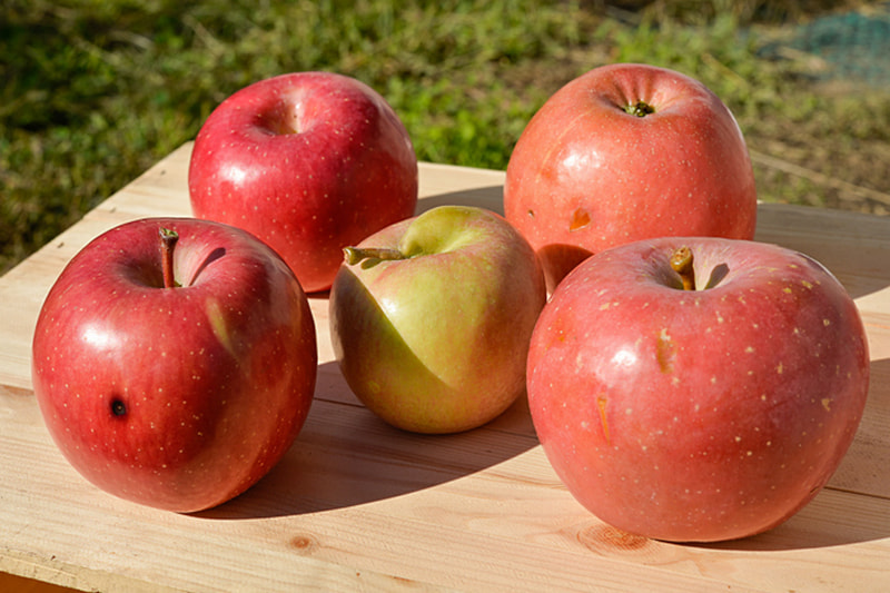 「不揃いりんご」（フジ）を12月14日から全国の無印良品30店舗で発売する