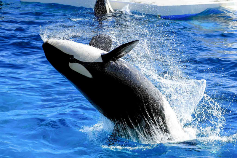 鴨川シーワールド