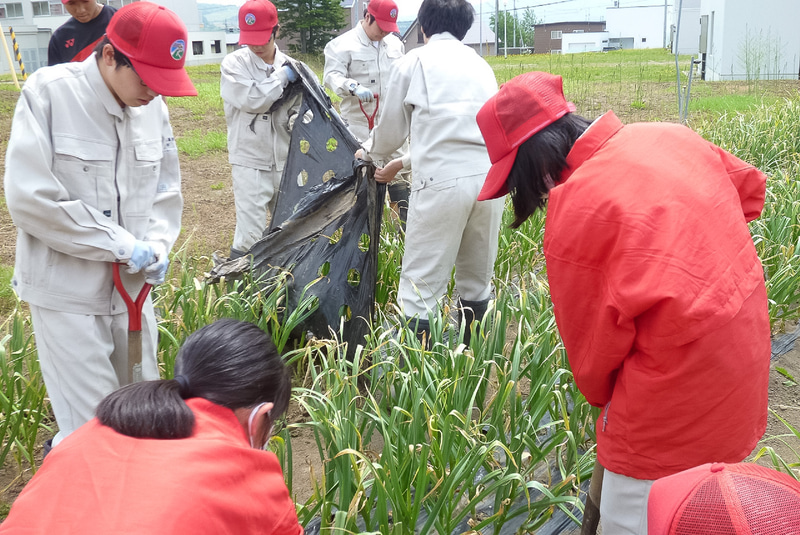 北海道で農業を学ぶ高校生が作った野菜を使用。左上から順に、北海道留寿都高等学校、北海道遠別農業高等学校、北海道大野農業高等学校、北海道倶知安農業高等学校、北海道美幌高等学校での収穫の様子