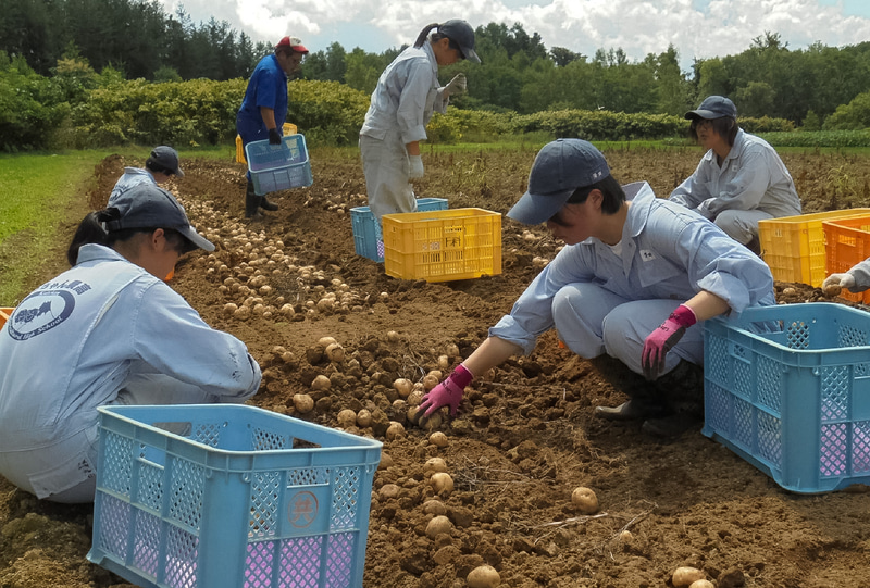 北海道で農業を学ぶ高校生が作った野菜を使用。左上から順に、北海道留寿都高等学校、北海道遠別農業高等学校、北海道大野農業高等学校、北海道倶知安農業高等学校、北海道美幌高等学校での収穫の様子
