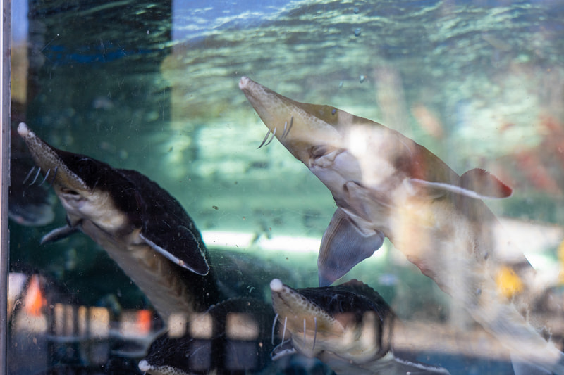 入口の水槽にはチョウザメがうようよ