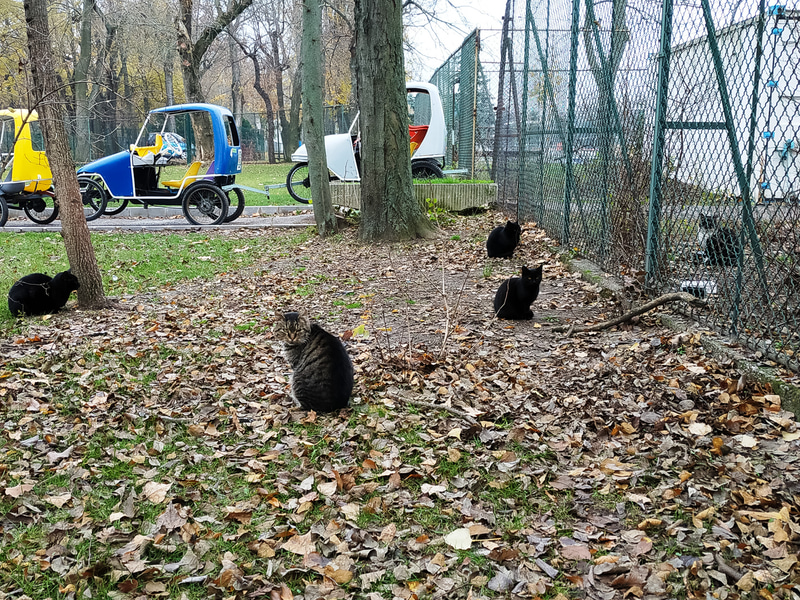 マルギット島の猫たち