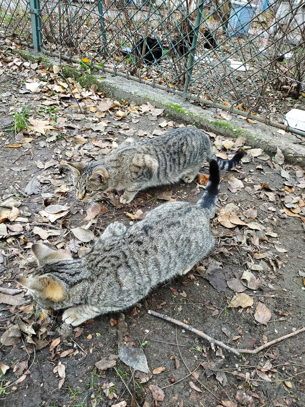 マルギット島の猫たち
