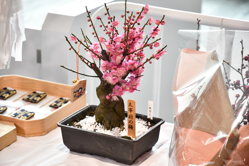 紅梅は「一重寒紅」という品種