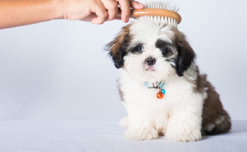 滞在型トリミングサービス「ドッグ サロン ハピネス」