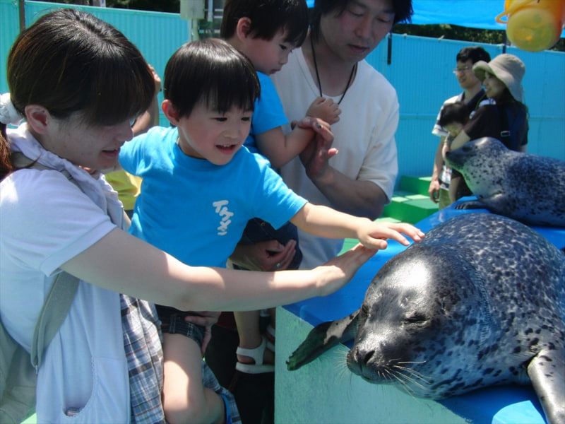 ゴマフアザラシ