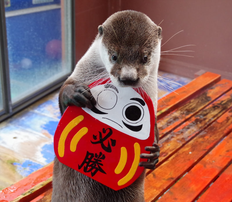 ツメナシカワウソ