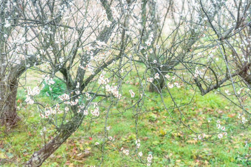おにぎりを食べながら景色もちゃんと見ていたのですよ