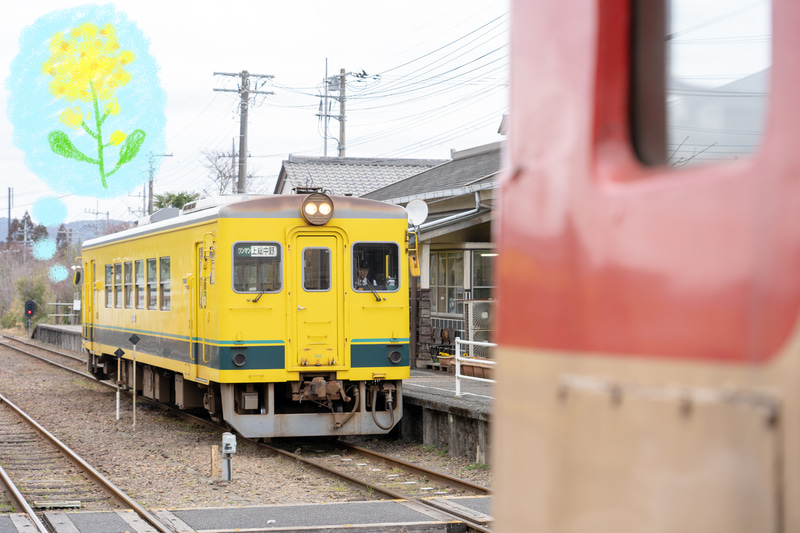 これから咲く菜の花に映える、いすみ鉄道の黄色い電車