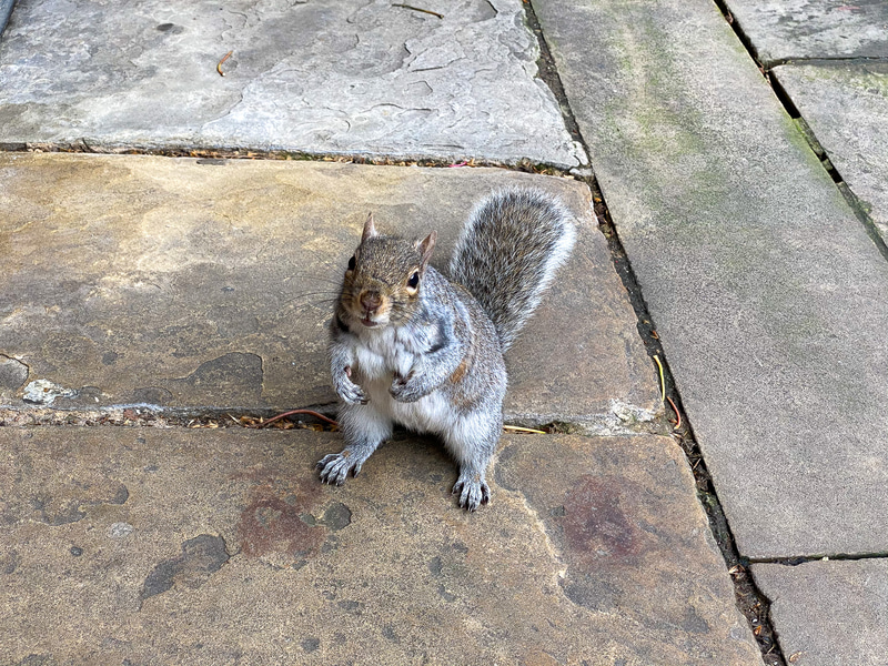 まさかの本物のリス出現