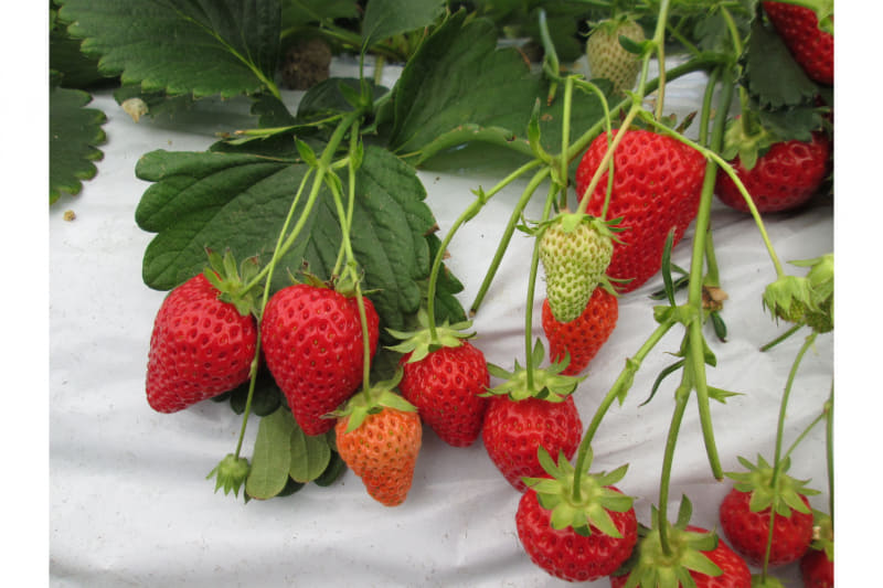 いちご狩りイメージ