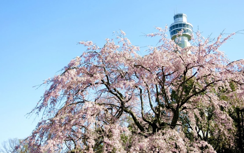 横浜市のサクラ
