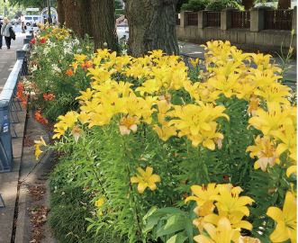 日本大通りや新港中央広場でユリの花を鑑賞できる