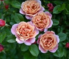 横浜市の花であるバラが主役の「横浜ローズウィーク」も開催