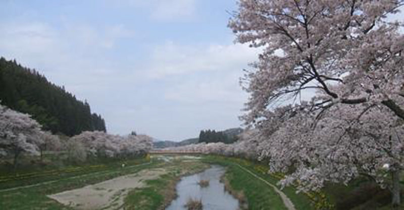2020年4月9日～15日の7日間、夏井川の千本桜の景色を車窓から楽しめるよう、磐越東線の一部列車で速度を下げて運行する
