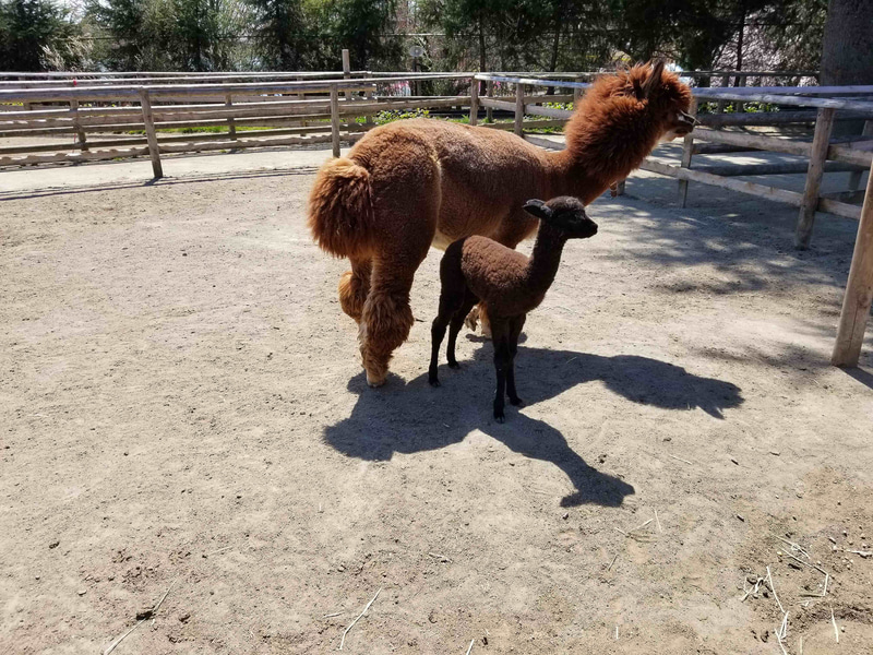 那須りんどう湖レイクビューが、3月31日に生まれたアルパカの赤ちゃんの名前募集を開始した