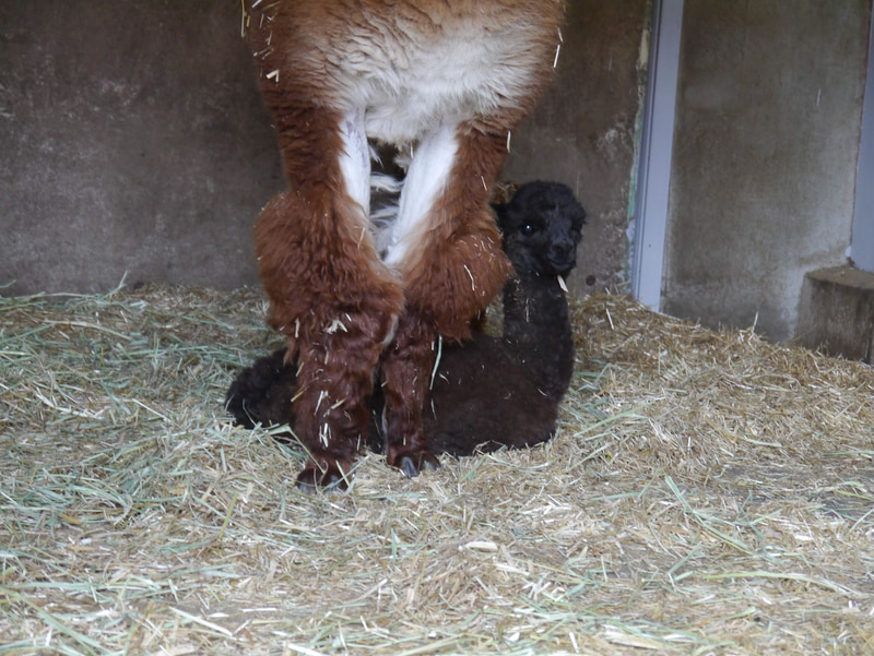 那須りんどう湖レイクビューで3月31日に生まれたアルパカの赤ちゃん