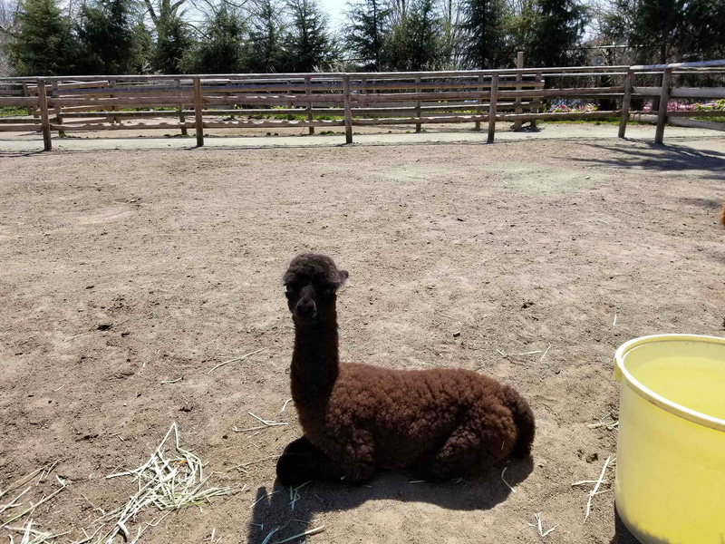 那須りんどう湖レイクビューで3月31日に生まれたアルパカの赤ちゃん