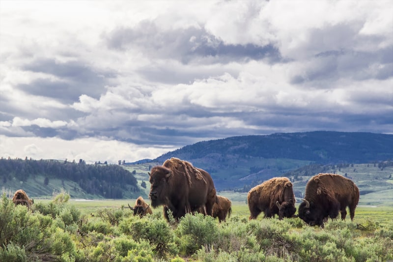 Yellowstone Bison
