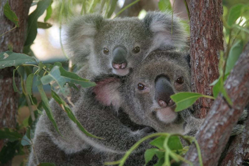 カランビンコアラ