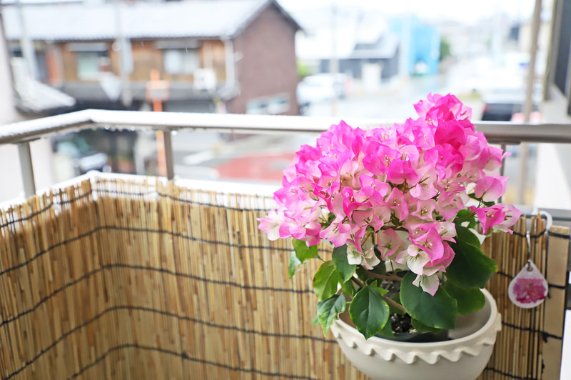 日差しを好むブーゲンビリアをフックでかけてみた。夏が来るのが楽しみになる