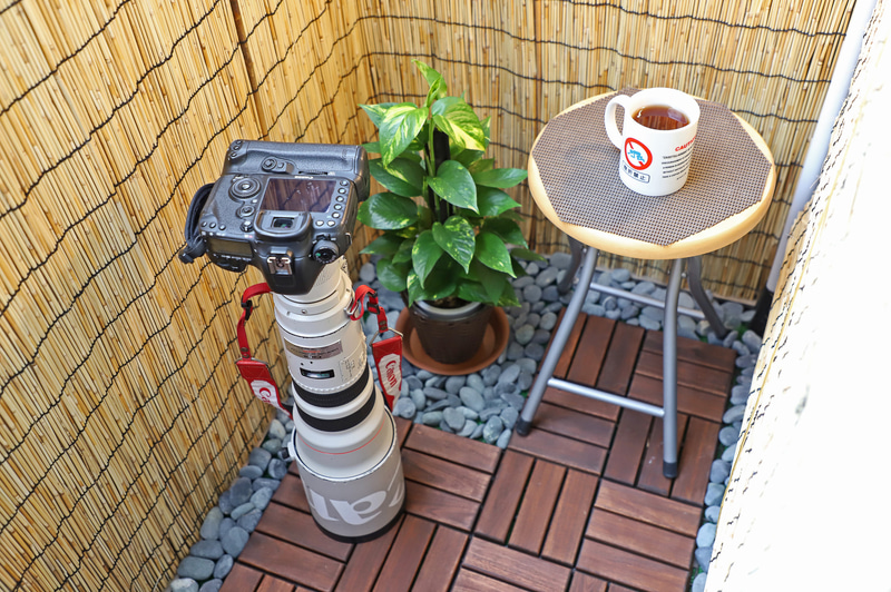 バードウォッチングスタイル。ハトやツバメ、イタチとノラ猫くらいしか見えなかった