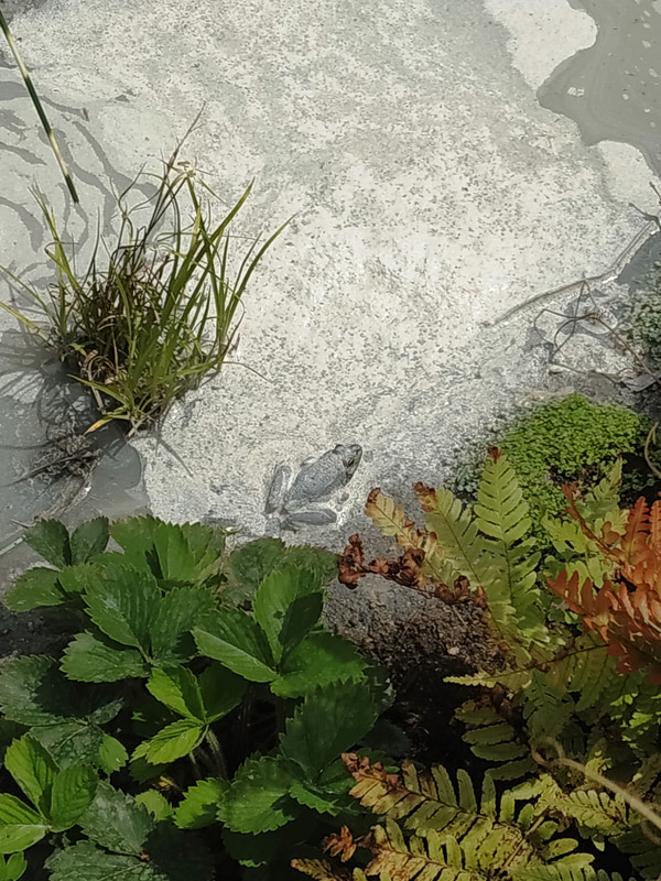 置物かと思ったら本物のカエルが（写真右）