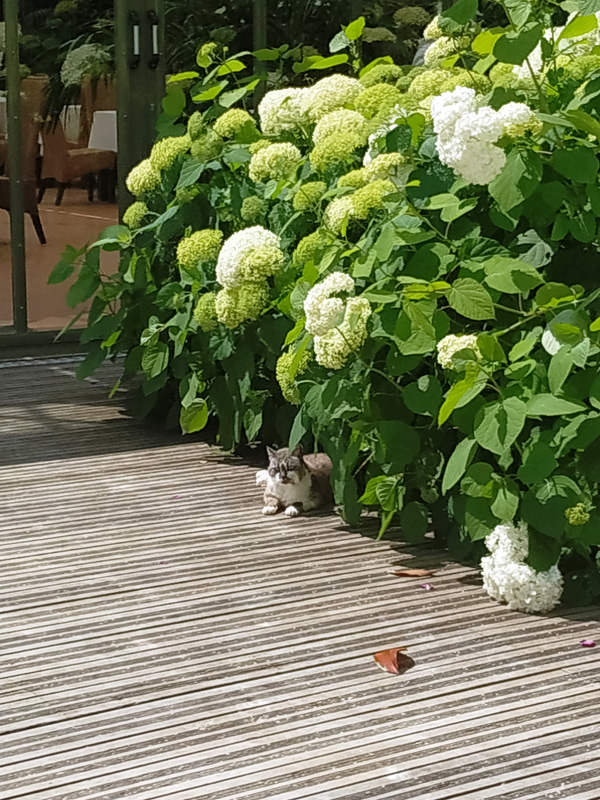 あちらこちらで猫ものんびり