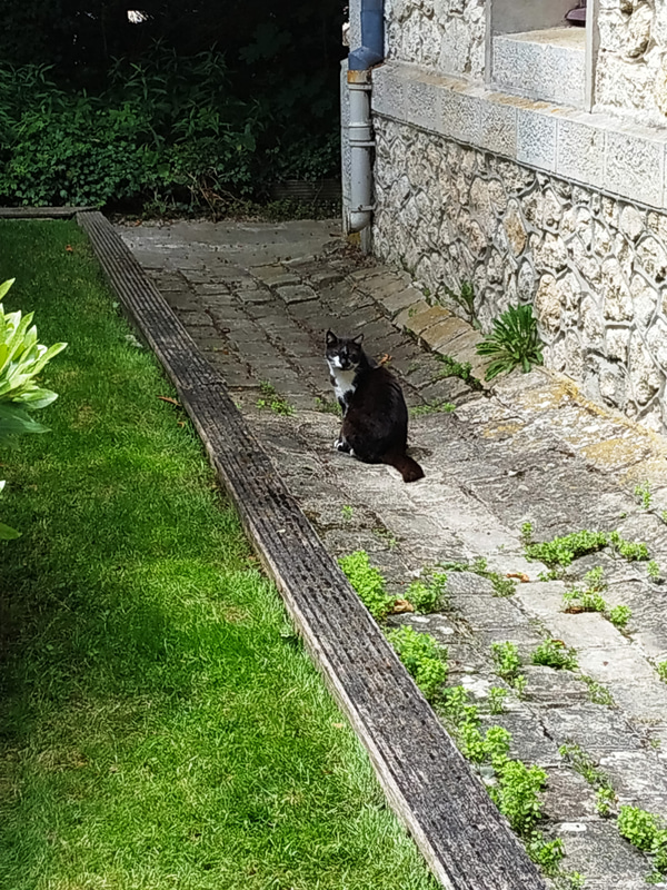 あちらこちらで猫ものんびり